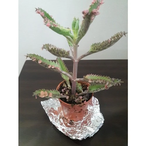 Kalonchoe Daigremantione / Aşkın Gözyaşı Çiçeği Fidanı 10-20 cm ürün görseli