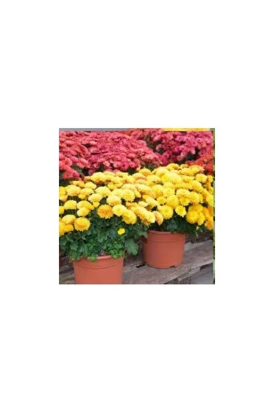 Saksılı Kasımpatı Fidanı Fidesi 10-20 cm - 2