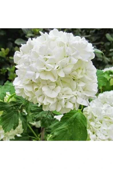 Kartopu Vilburnum Fidanı 30-60 cm - Resim 2