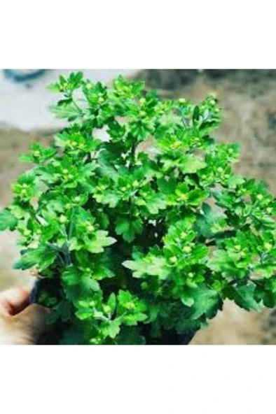 Sarı Kasımpatı Krizantem Chrysanthemum Çiçeği 10-20 Cm - Resim 2