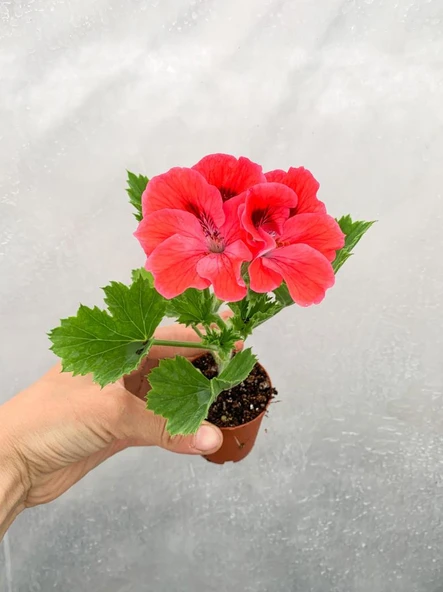 Turuncu Somon Ceylangözü (Canan) Sardunya 10-20 cm ürün görseli