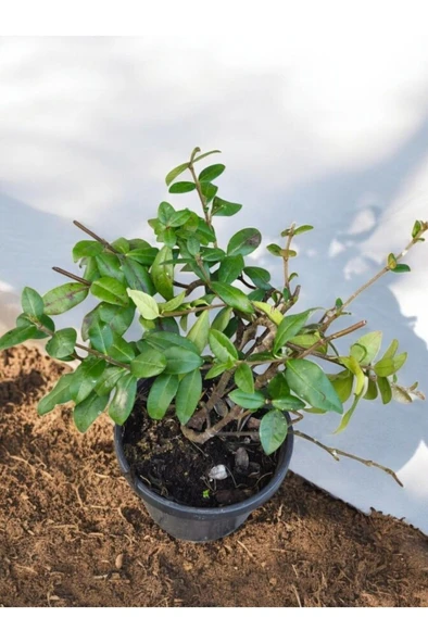 Kokulu Arap Yasemini Sarmaşığı 10-20 cm ürün görseli