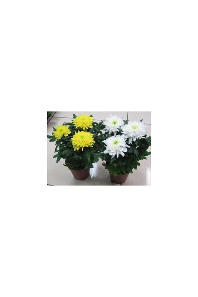 Karışık Renk Kasımpatı Krizantem Hüzün Çiçeği Chrysanthemum 10-20 Cm - Resim 5