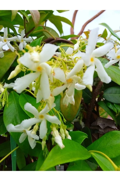 Yasemin Fidanı Kokulu Saksılı 10-20 cm ürün görseli