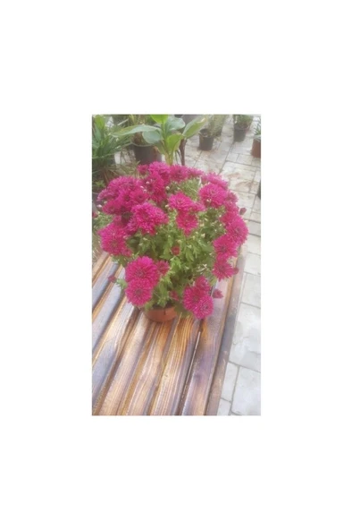 Isparta Gülü Kasımpatı Krizantem, (Chrysanthemum) Çiçeği Pembe 10-20 cm - Resim 2