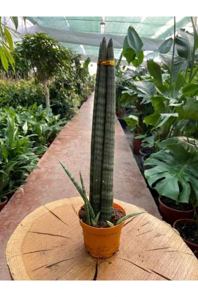 Sansevieria Cylindrica Paşa Kılıcı Fidanı 10-20 cm ürün görseli