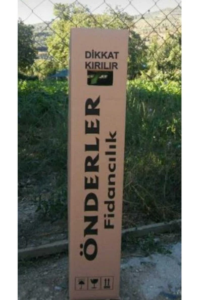 Pembe Zakkum Çiceği Fidanı 30-60 cm - Resim 3