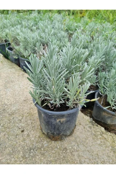Pearl Purple Lavender Seedlings 2 Pieces 10-20 cm - Resim 3