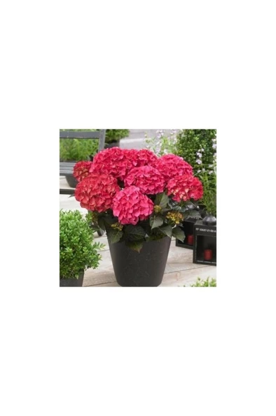 Ortanca Çiçeği Fidanı Pembe Renk 10-20 cm ürün görseli