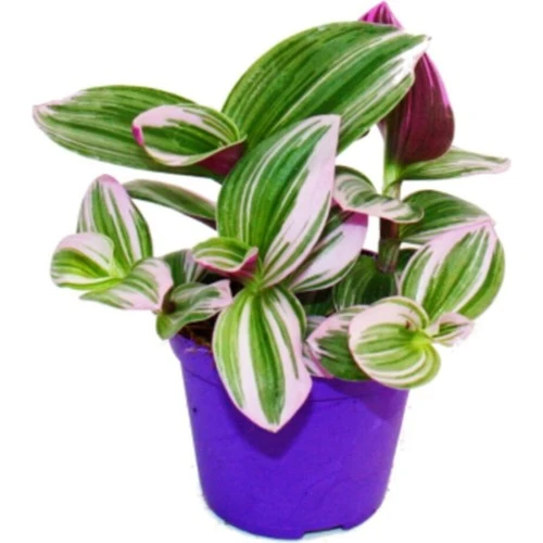 Telgraf Çiçeği Nanouk Tradescantia 10-20 cm ürün görseli