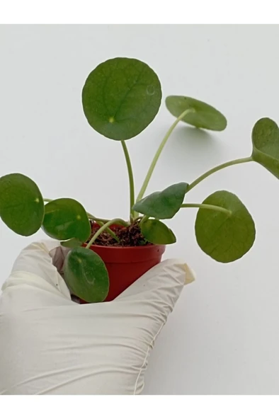 Çin Para Çiçeği Saksılı Bitki Pilea Peperomioides Pilea bitkisi pilea sukulent - Resim 2
