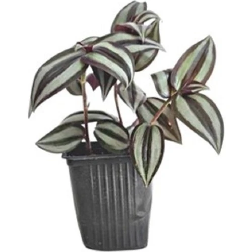 Orta Boy Telgraf Çiçeği Fidanı 10-20 cm ürün görseli