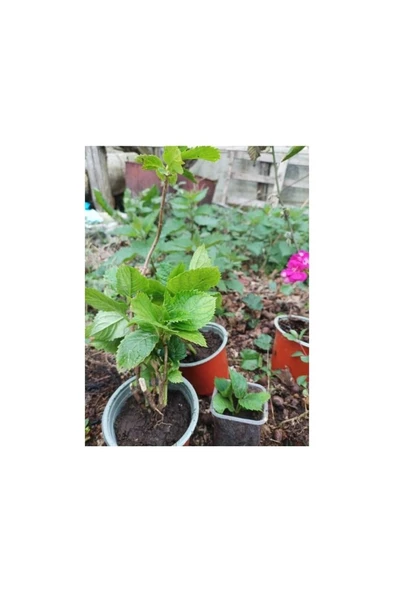 Şeker Pembe Ortanca Çiçeği Fidanı 10-20 cm ürün görseli