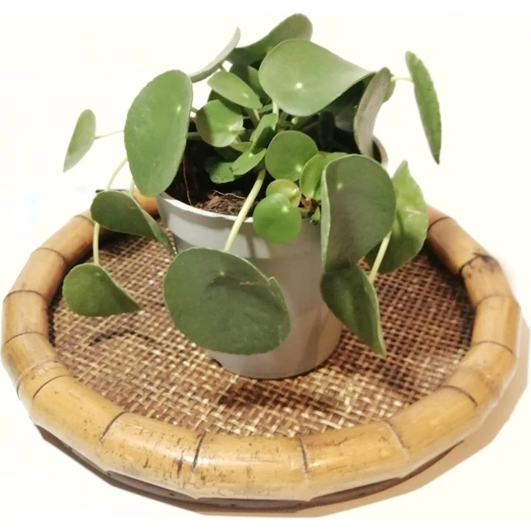 Pilea Para Çiçeği Fidanı 10-20 cm - Resim 2