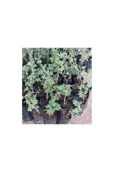 Tüplü Reçellik Kokulu Pembe Isparta Gülü Fidanı 10-20 cm ürün görseli