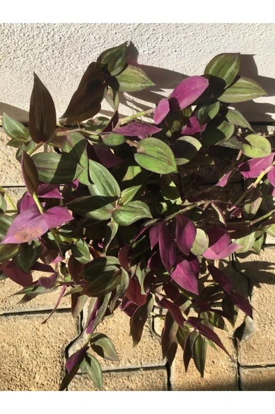 Yeşil-mor Telgraf Çiçeği - Resim 2