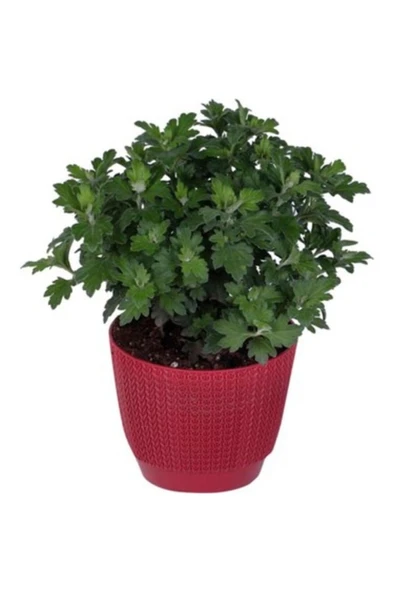 Kasımpatı Krizantem Chrysanthemum Beyaz 10-20 Cm - Resim 3