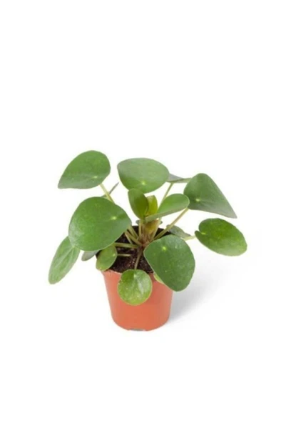 Baby Pilea Peperomioides Çin Para Bitkisi Saksı Bitkisi - Ev Bitkisi ürün görseli
