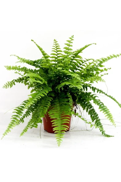 Aşk Merdiveni Nephrolepis Fidanı Fidesi 10-20 Cm - Resim 3