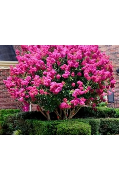 Pembe Kokulu Oya Ağacı Fidanı 40-60 Cm - Resim 3