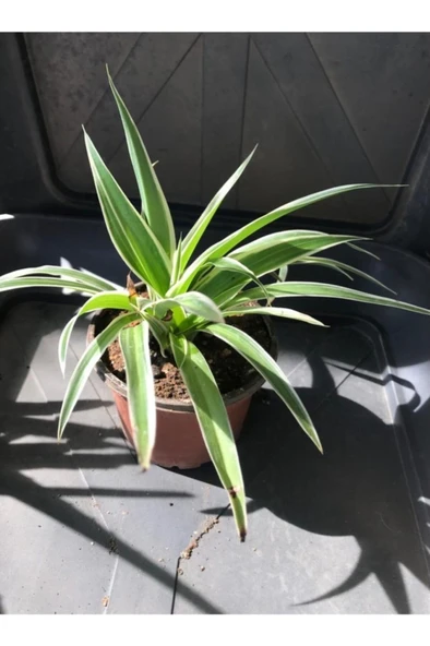 Kurdele Çiçeği Fidanı (chlorophytum Comosum) 10-20 cm - Resim 2