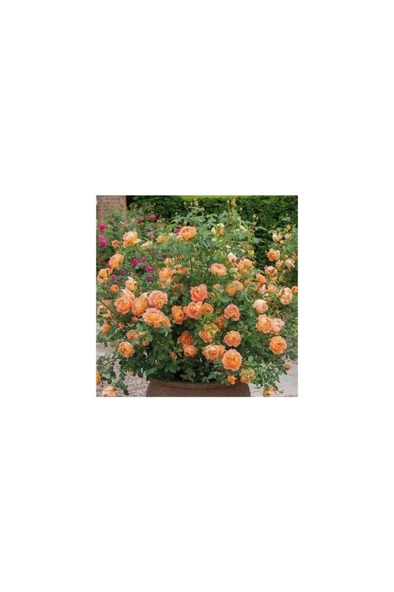 Yediveren Yavruağzı Sarmaşık Gül Fidanı 10-20 cm ürün görseli