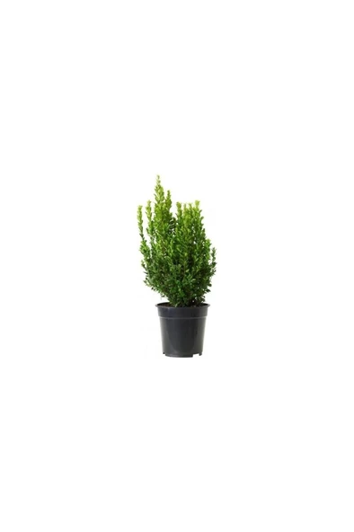 Şimşir Fidanı Buxus Sempervirens 20-30 cm 1 Adet ürün görseli