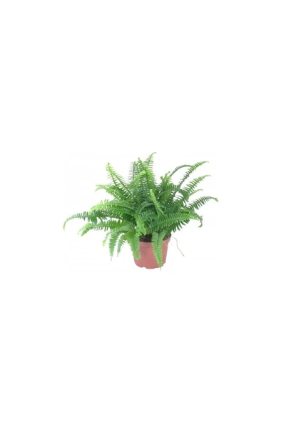Aşk Merdiveni Nephrolepis Fidanı Fidesi 10-20 Cm - Resim 2