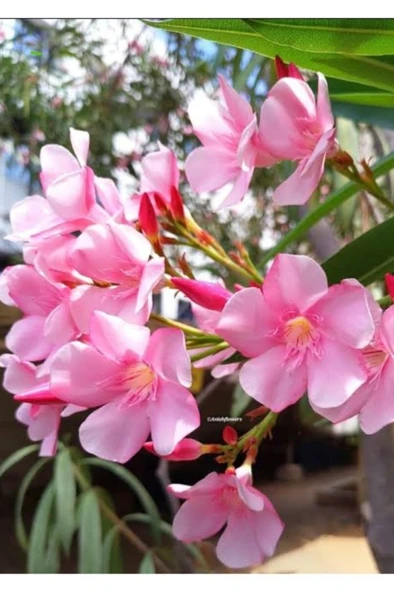 Pembe Zakkum Çiceği Fidanı 30-60 cm ürün görseli