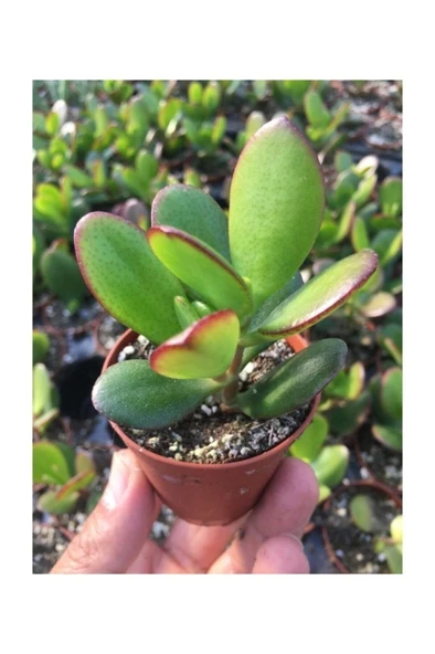 Para Ağacı Kaktüs Sukulent  Crassula Ovata - Para Çiçeği Ev Bitkisi ürün görseli