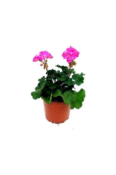 Açık Pembe Sardunya Çiçeği Fidanı 10-20 cm ürün görseli