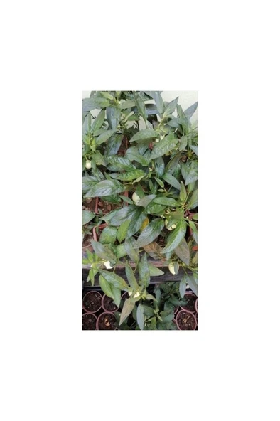 Saksıda Pepino Fidan 5 Adet 10-20 cm - Resim 4