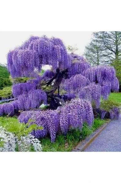 Mor Salkım Fidanı 10-20 cm ürün görseli