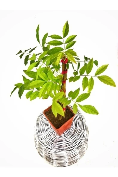 Mor Salkım Çiçeği Sarmaşık ( Wisteria Sinensis) 10-20 cm - Resim 2