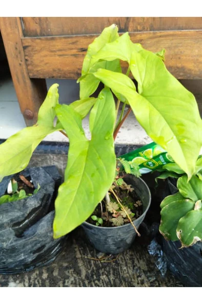 Melek Kanadı Çiçeği Fidanı 1 Adet 10-20 cm - Resim 5