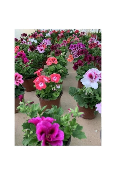 Bordo Ceylan Gözü Sardunya Çiçeği Fidanı 10-20 Cm - Resim 2