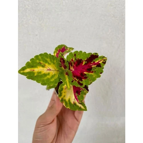 Karışık Renk Yaprak Güzeli Çiçeği 1 Adet Kolyos 10-20 cm - Resim 3