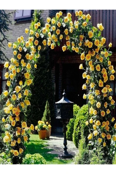 Gül Fidanı Sarı Açık Kök Kokuku Yediveren Sarmaşık 10-20 cm ürün görseli