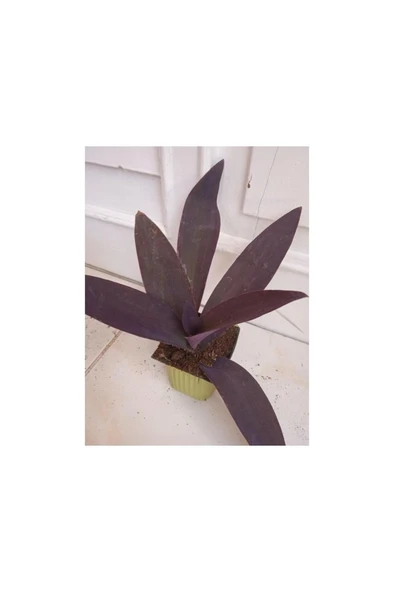 Telgraf Kara Sevda Çiçeği Tradescantia 10-20 cm Mor - Resim 3