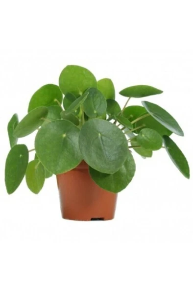Pilea Bitkisi Para Çiçeği Fidanı 10-20 cm ürün görseli