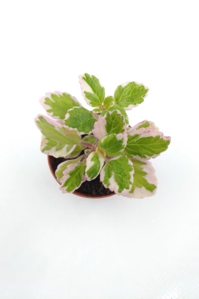 Plectranthus Forsteri Variegata Benjamin Çiçeği Fidanı 10-20 cm ürün görseli