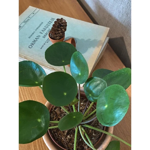 Pilea Peperomioides / Para Çiçeği - Resim 3