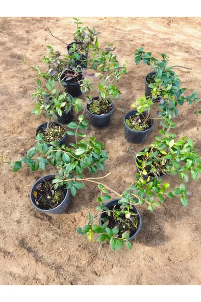 Kokulu Arap Yasemini Sarmaşığı 10-20 cm - Resim 3