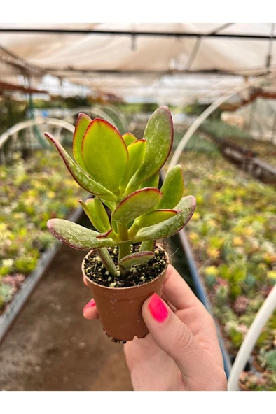 Para Çiçeği Bonsai Crassula Ovata Sukulent 10-20 cm ürün görseli