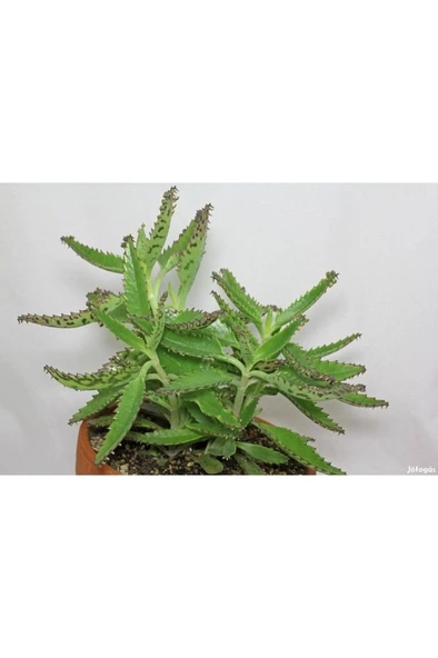 Aşkın Gözyaşı Çiçeği (Kalanchoe Daigremontiana) 10-20 cm - Resim 4