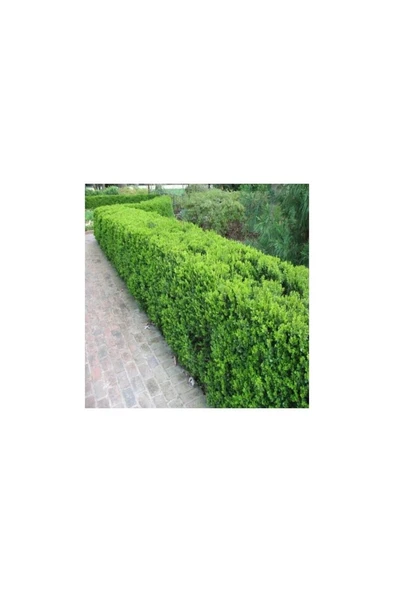 Şimşir (Buxus Sempervirens) Fidanı 20-40 cm ürün görseli