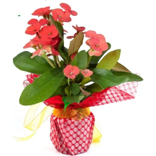 Dikenler Taci Euphorbia Milii ürün görseli