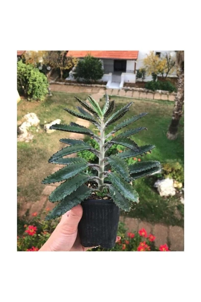Aşkın Gözyaşı Çiçeği Fidanı 10-20 cm - Resim 4