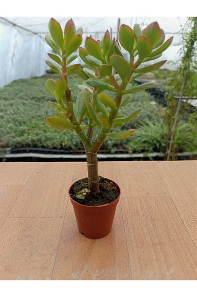 Crasula Ovata Minor Para Çiceği Fidanı 10-20 cm - Resim 2