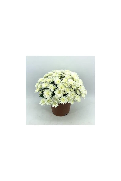 Kasımpatı Krizantem Chrysanthemum Beyaz 10-20 Cm ürün görseli 1
